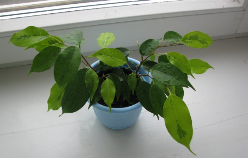 Догляд за посадженими фікусом Бенджаміна