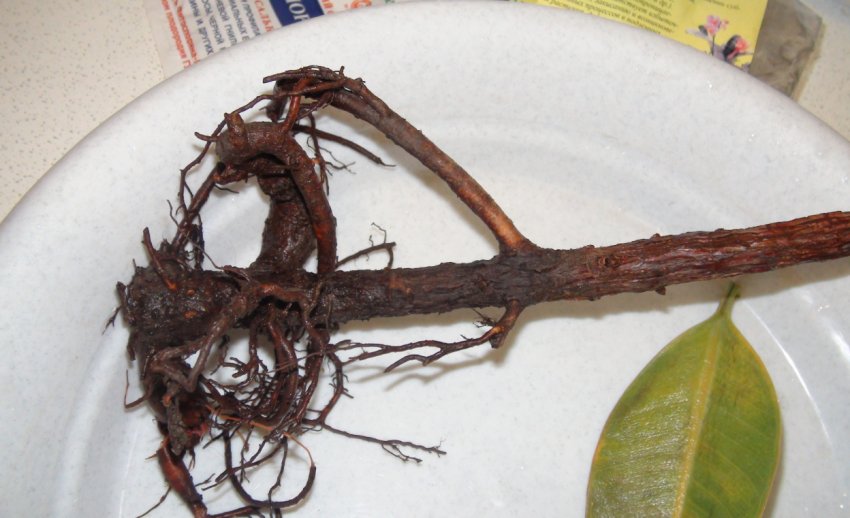 Коренева гниль