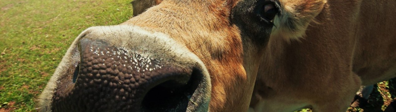 Третина молочки в Україні — підробка