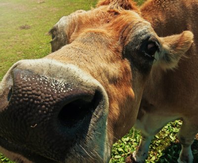 Третина молочки в Україні — підробка