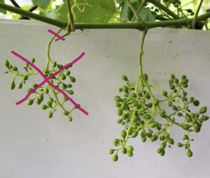 Нормування гронами