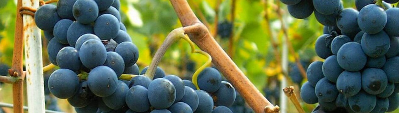 Виноград Піно: різновиди та опис сорту