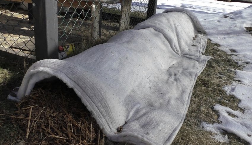 Укриття винограду на зиму