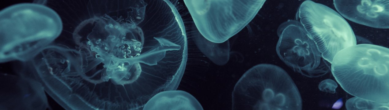 Морський компост: навіщо аграрію потрібні медузи?