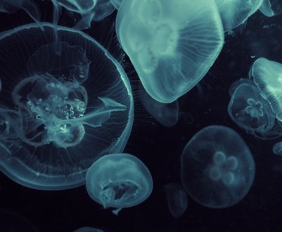 Морський компост: навіщо аграрію потрібні медузи?