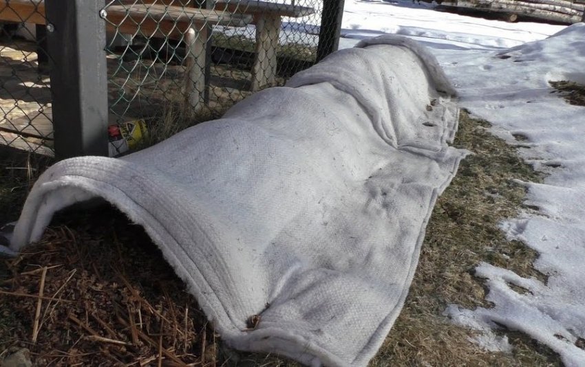 Укриття виноградана зиму