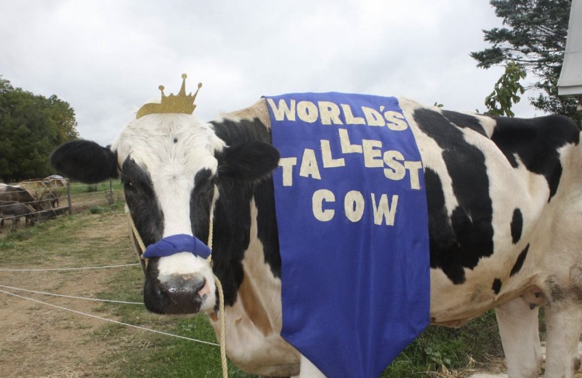 Найбільша корова у світі Найбільша корова у світі