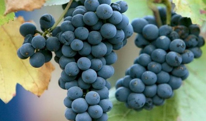 Пино нуар виноград описание и фото