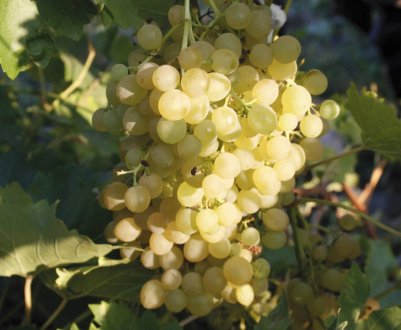 Виноград Августин: опис і особливості вирощування сорту
