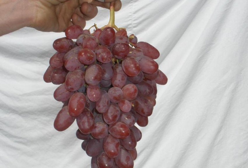 Збирання та зберігання врожаю ризамата