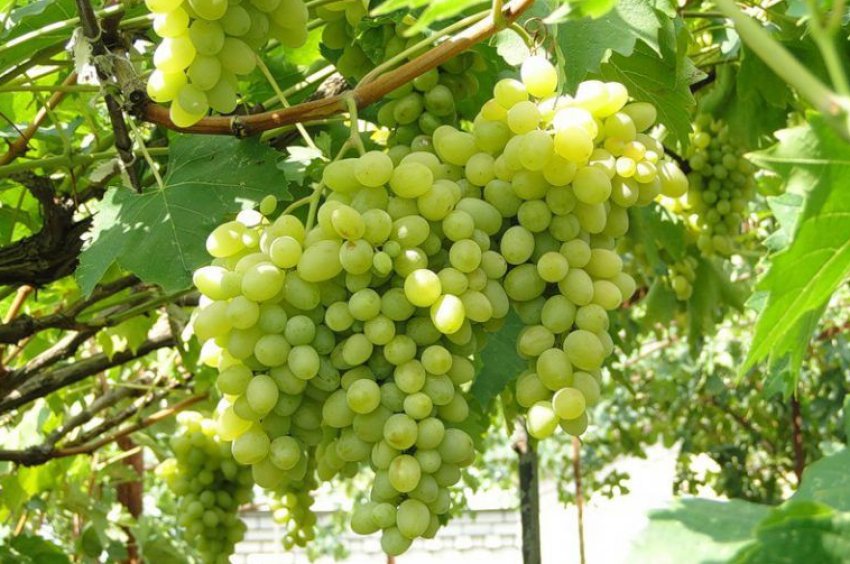 Виноград Августин