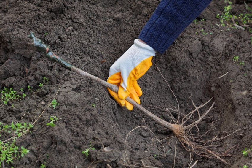 Посадка саджанців винограду