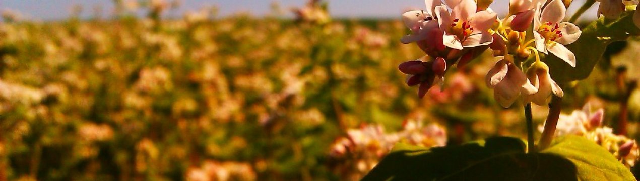 Через три роки в Україні можуть зникнути гречані поля