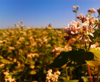 Через три роки в Україні можуть зникнути гречані поля