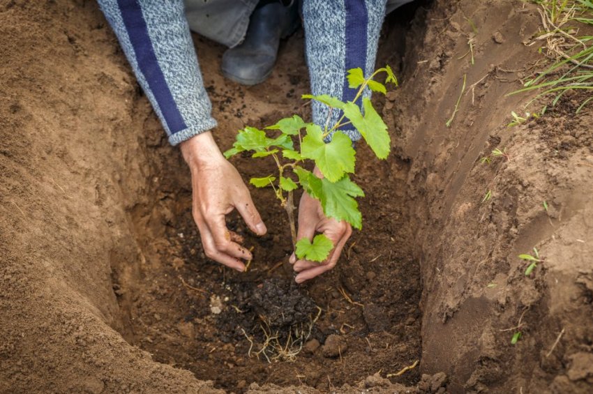 Посадка саджанців