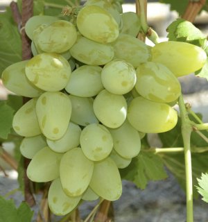 Виноград Бажена