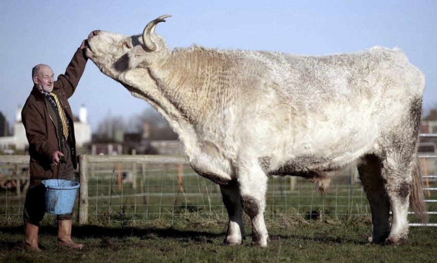 Бик-гігант Бик-гігант