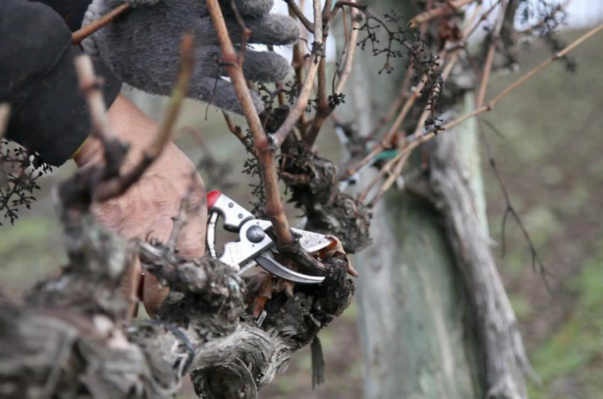 Обрізка винограду