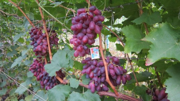 Виноград потомок ризамата описание сорта
