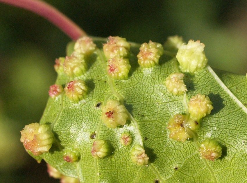 Виноградна попелиця