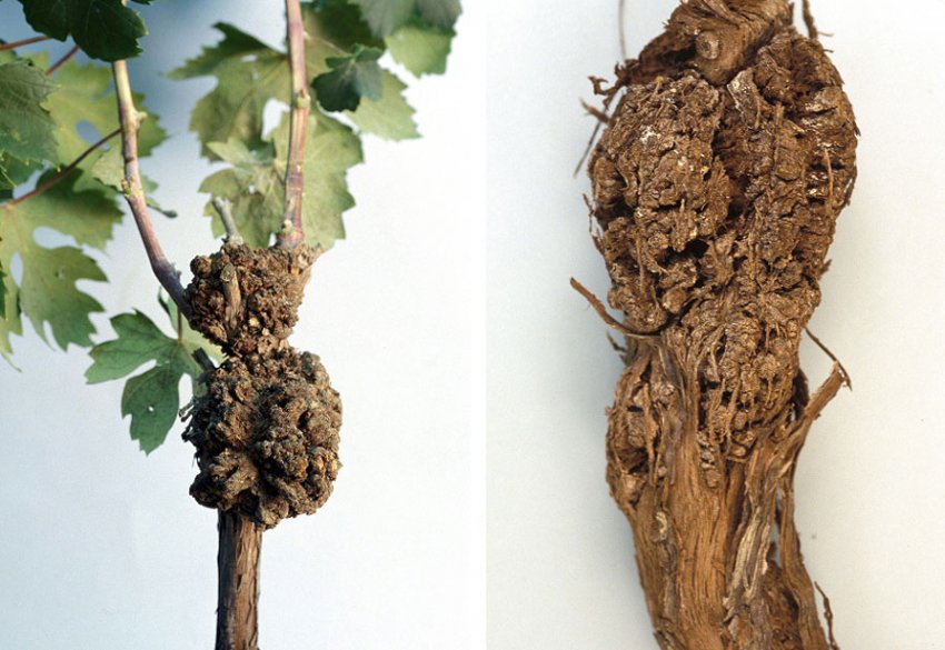 Бактеріальний рак