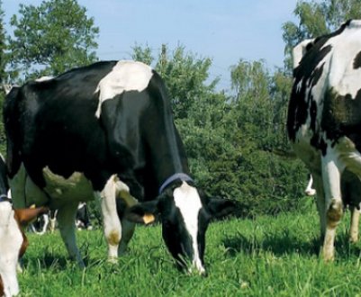 Скільки літрів молока дає корова на добу