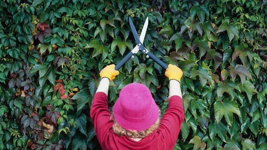Обрізка дівочого винограду Обрізка дівочого винограду