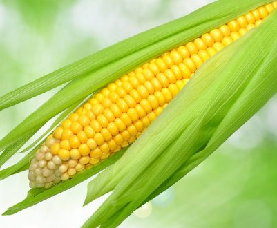 Як правильно садити кукурудзу і доглядати за нею після посадки?