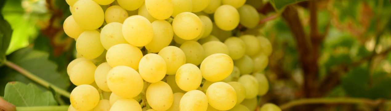 Почему желтеет виноград и что при этом делать?