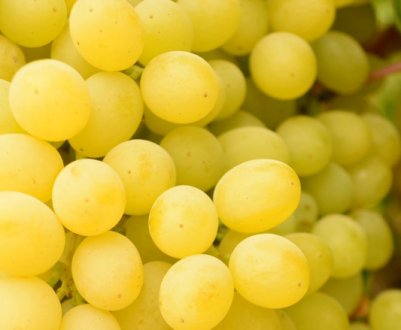 Чому жовтіє виноград і що при цьому робити?