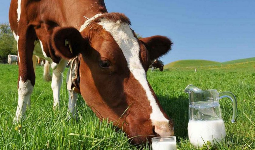 Сколько корова дает молока