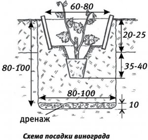 Посадка винограду