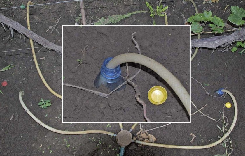 Полив винограда Полив винограда