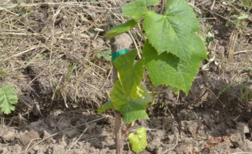 Саджанець винограду в шкілці Саджанець винограду в шкілці