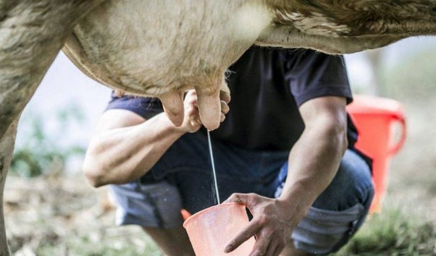 Скільки корова дає молока