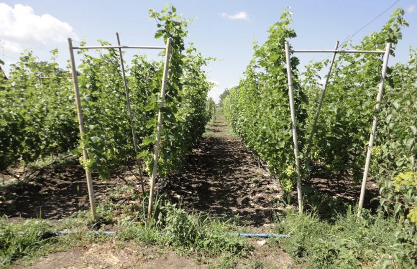 Опора для винограду