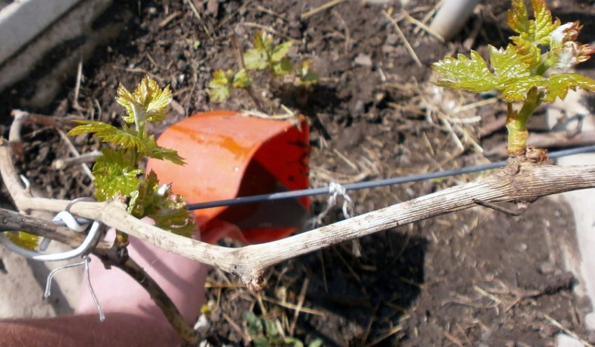 Добриво винограду Добриво винограду