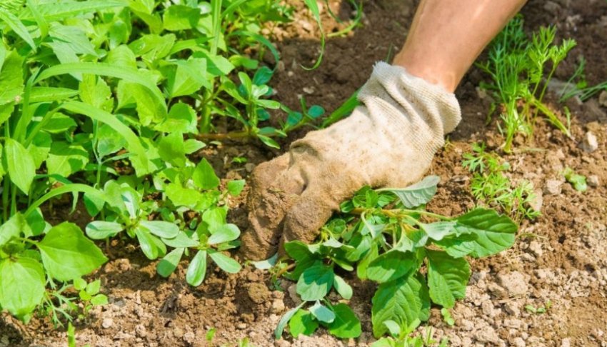 Прополка бур'янів Прополка бур'янів