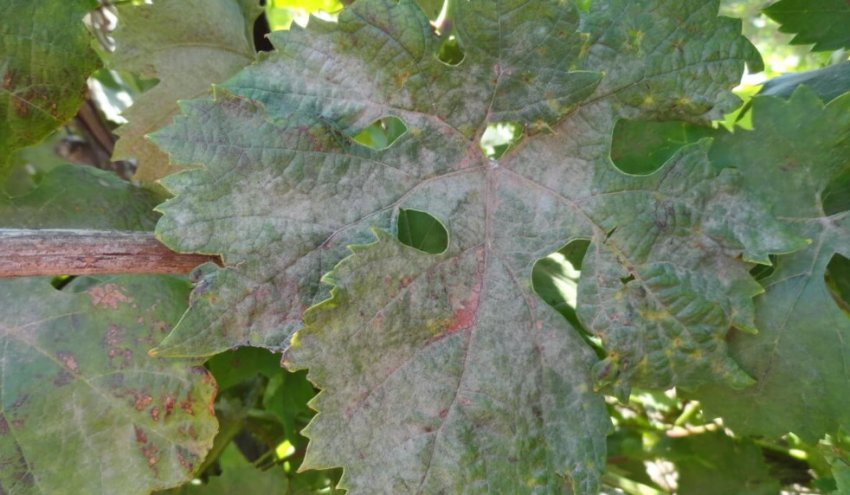 Повреждение листьев оидиумом