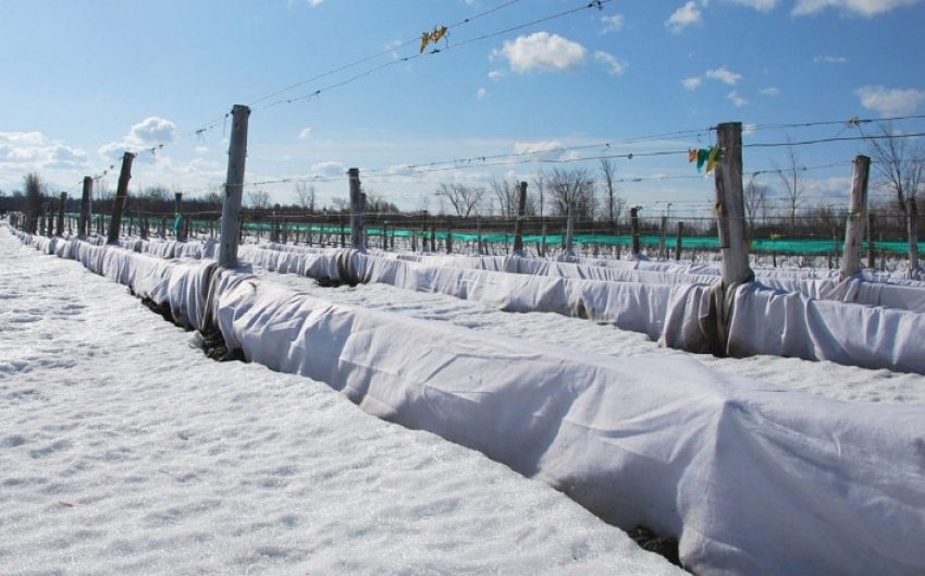 Зимове укриття виноград Зимове укриття виноград