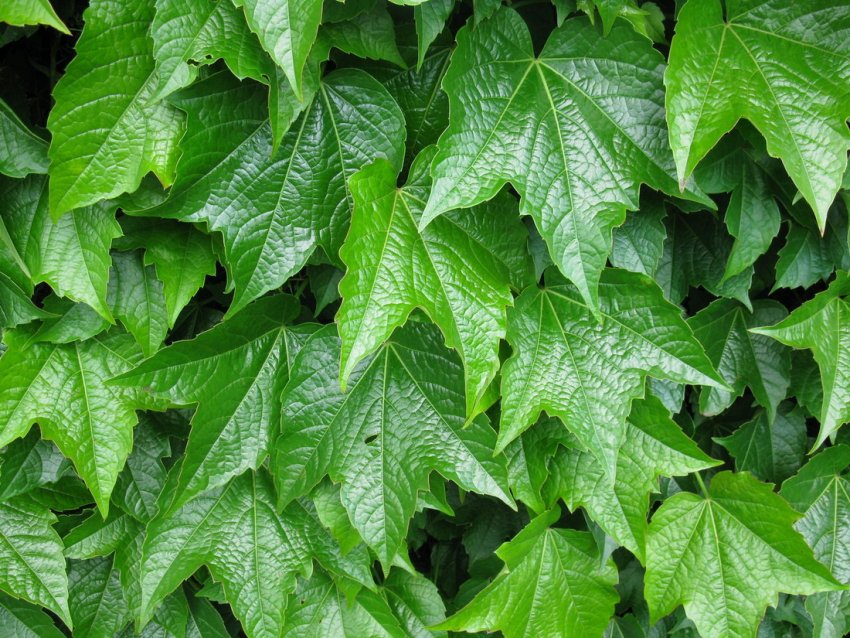 Виноград вичи Виноград вичи