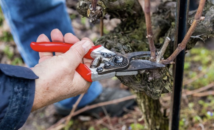 Обрізка пагонів