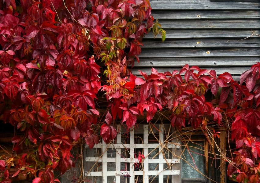 Виноград пурпурний Виноград пурпурний