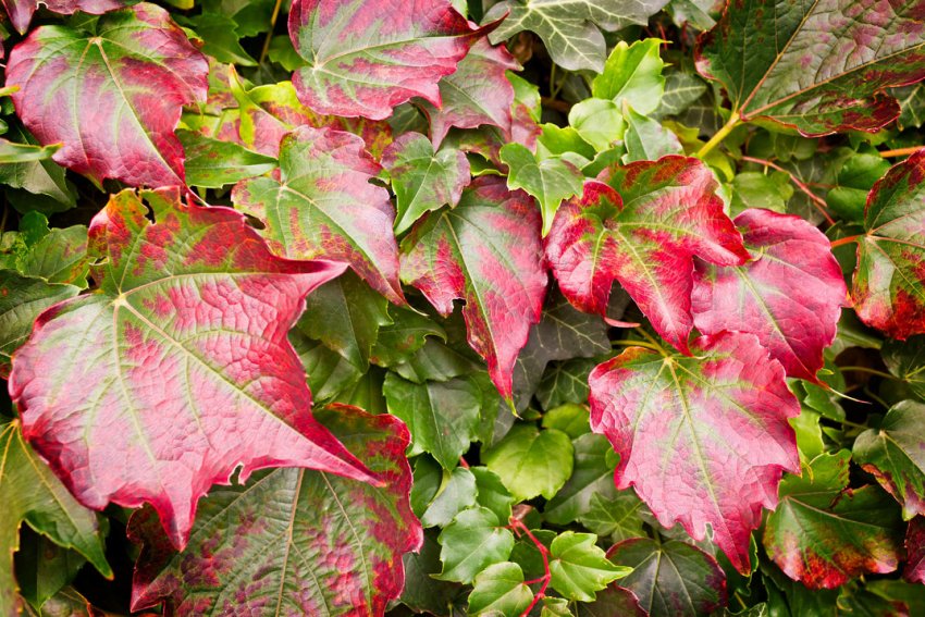 Виноград золотистий Виноград золотистий