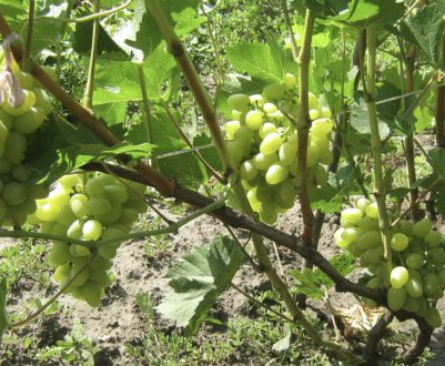 Сорт винограду Бажена: характеристика, агротехніка вирощування