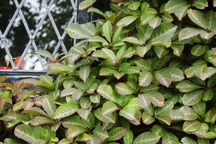 Виноград Генрі Виноград Генрі