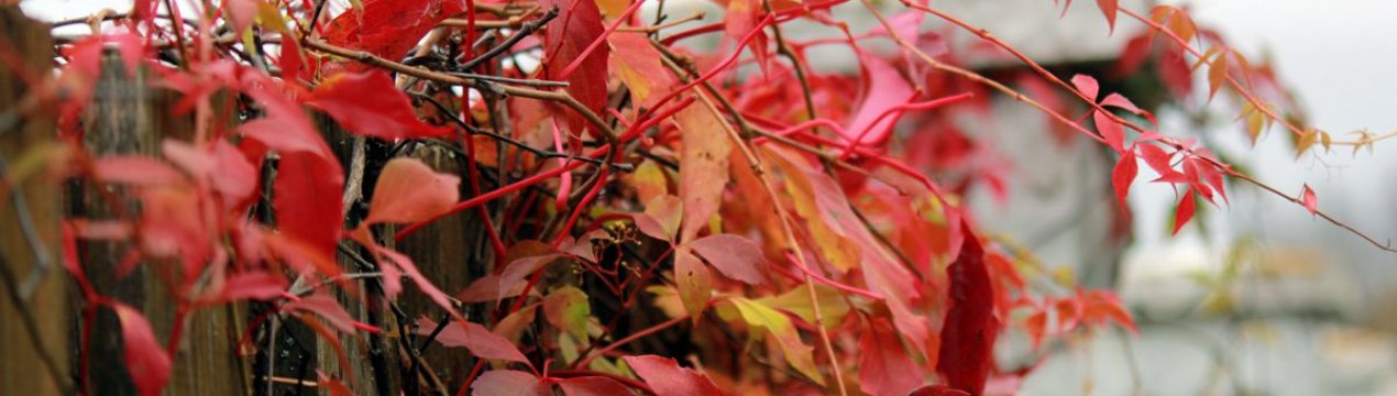 Дівочий виноград пятілісточковий (Мурорум)