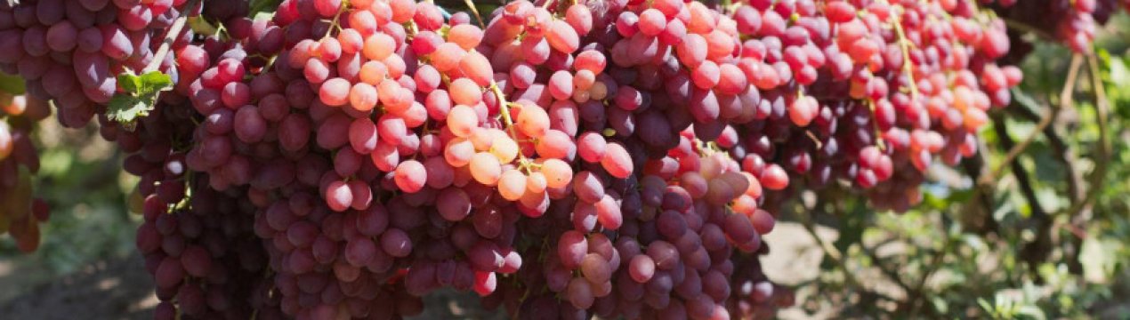 Сорт винограда Румба: описание и фото