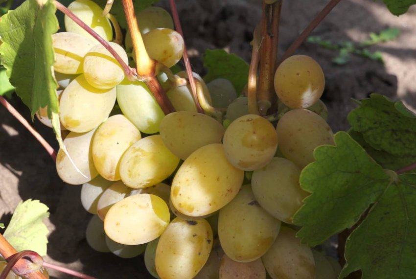Какие витамины содержатся в белом винограде thumbnail