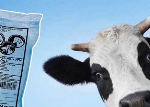 «Фелуцен» для КРС: инструкция по применению